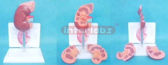 WEST DESK TYPE ANATOMICAL HEALTH KIDNEY WITH ADRENAL GLAND AND DESCRIPTION PLATE